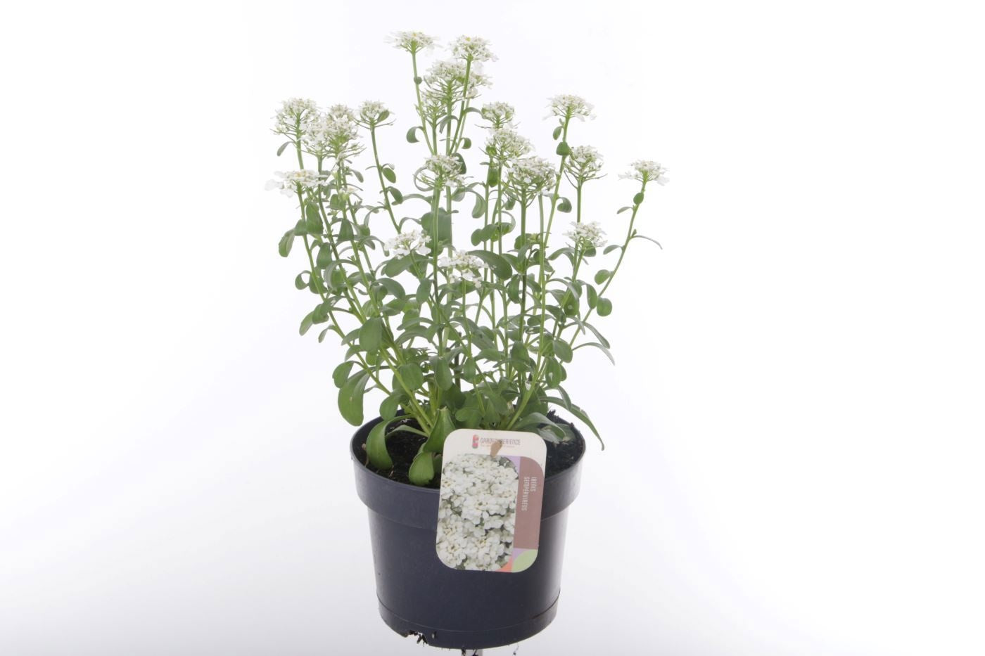 Iberis sempervirens 40cm 17cm Pot