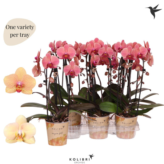 Phalaenopsis orange cascade 45cm 12cm Pot