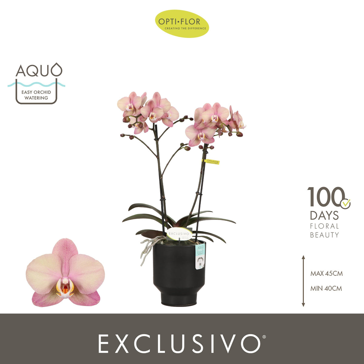 Phalaenopsis pink 45cm 12cm Pot