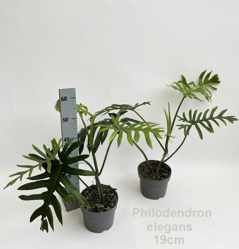 Philodendron scandens 45cm 19cm Pot