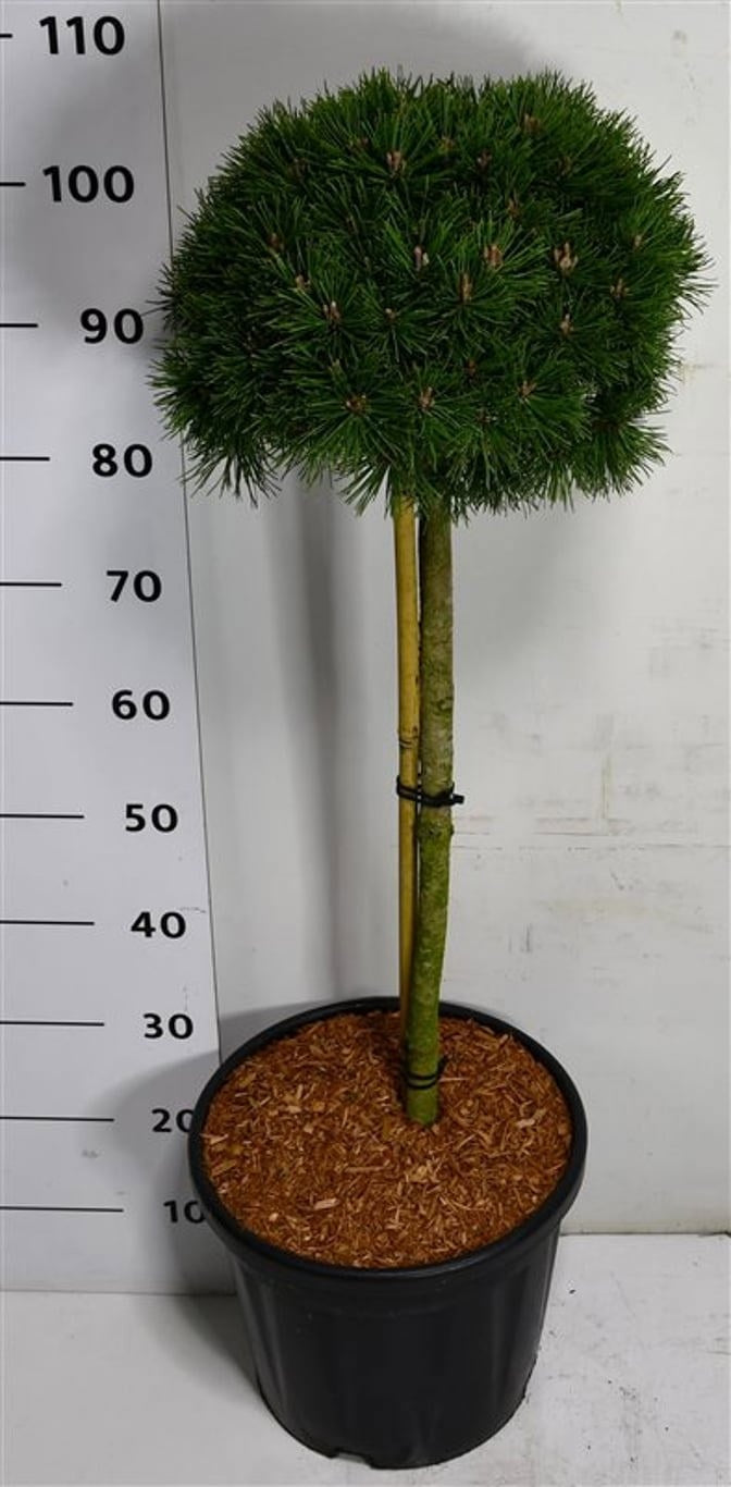 Pinus mugo Mops 120cm 38cm Pot