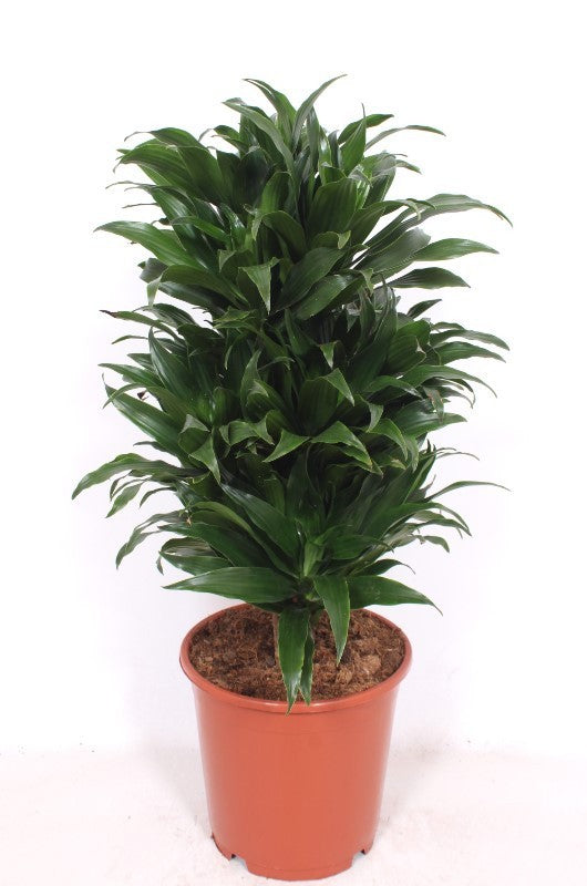 Dracaena fragrans Compacta 80cm 24cm Pot