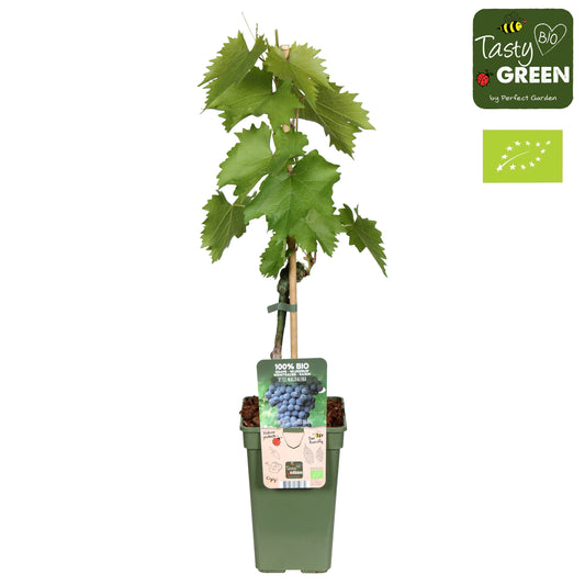 Vitis vinifera (White Grape) 70cm 19cm Pot