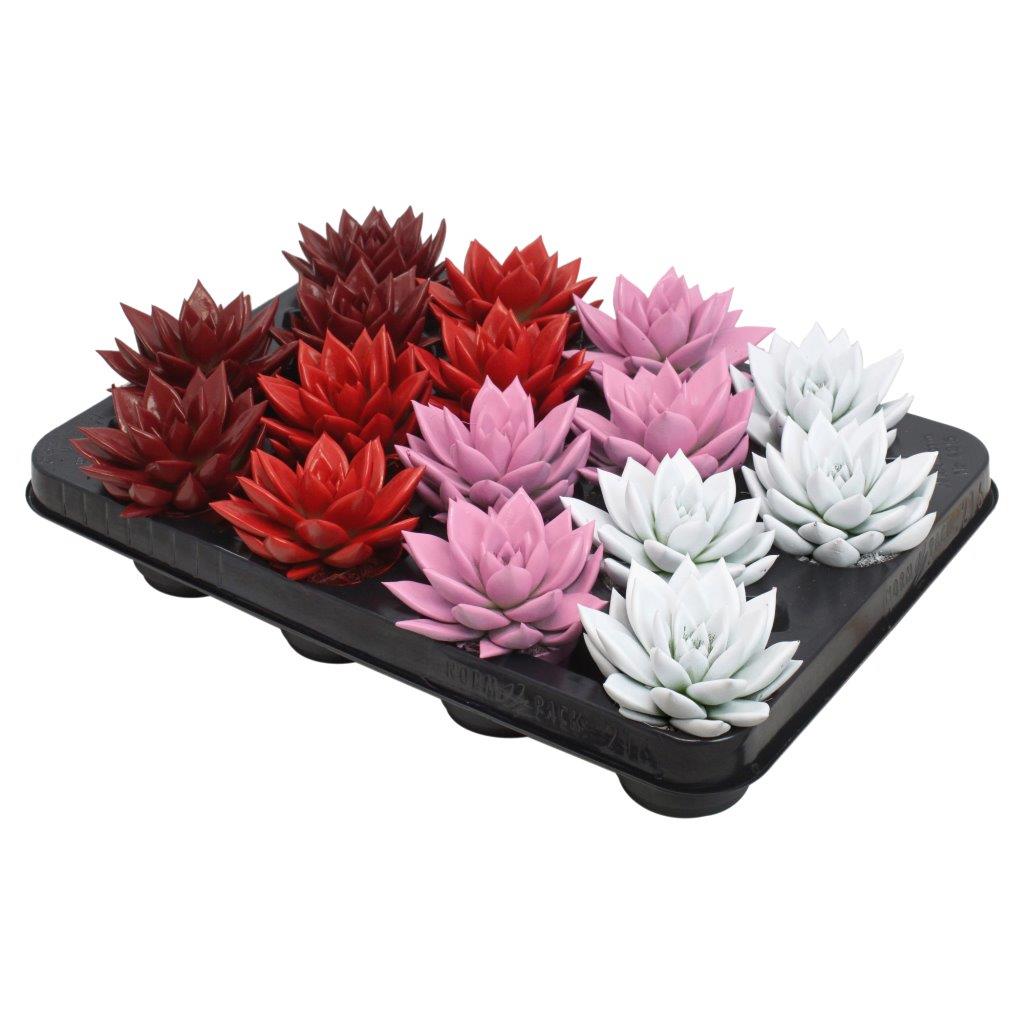 Echeveria colored mix 8cm 6cm Pot