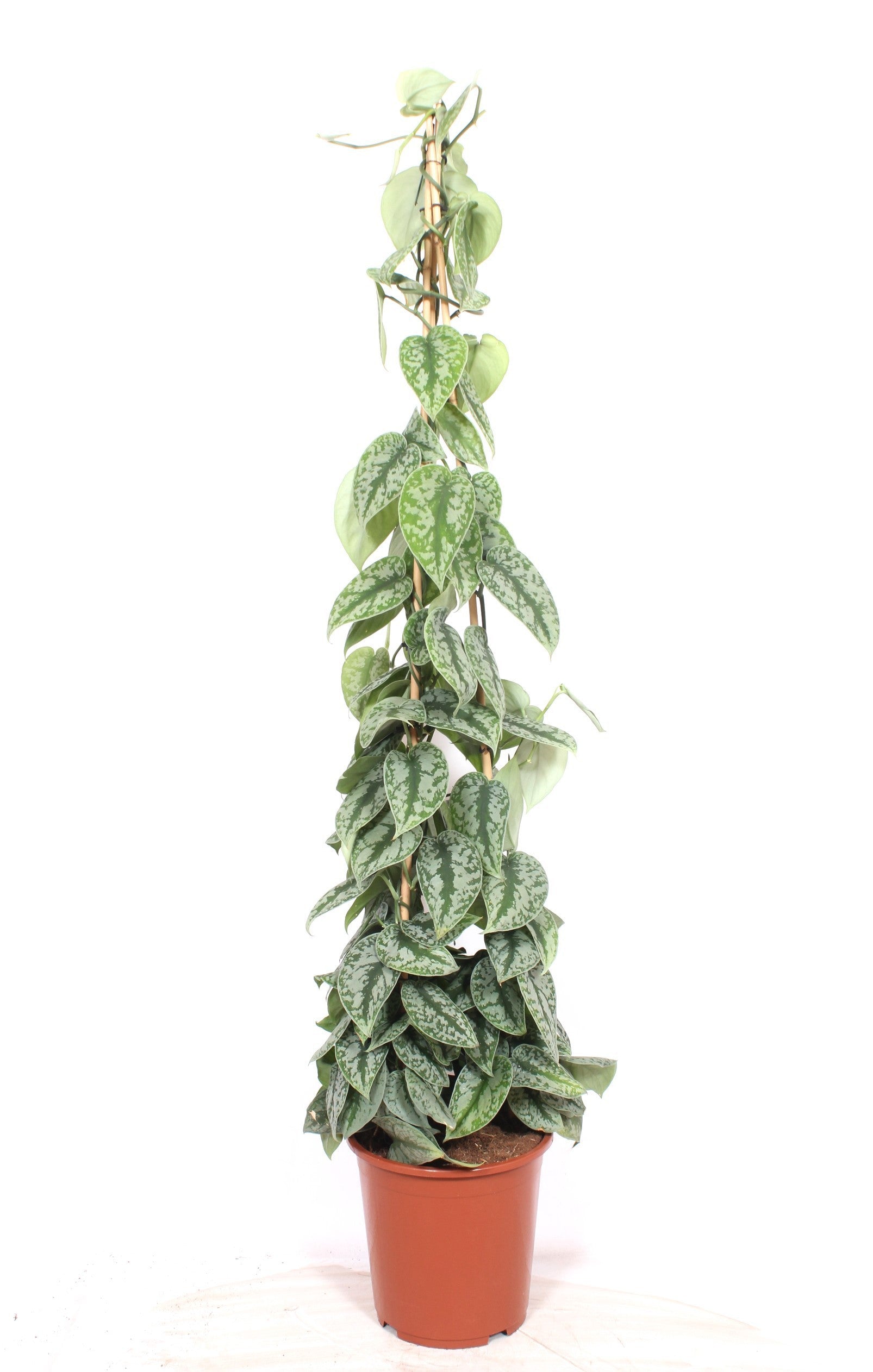 Scindapsus pic. Trebie 150cm 27cm Pot