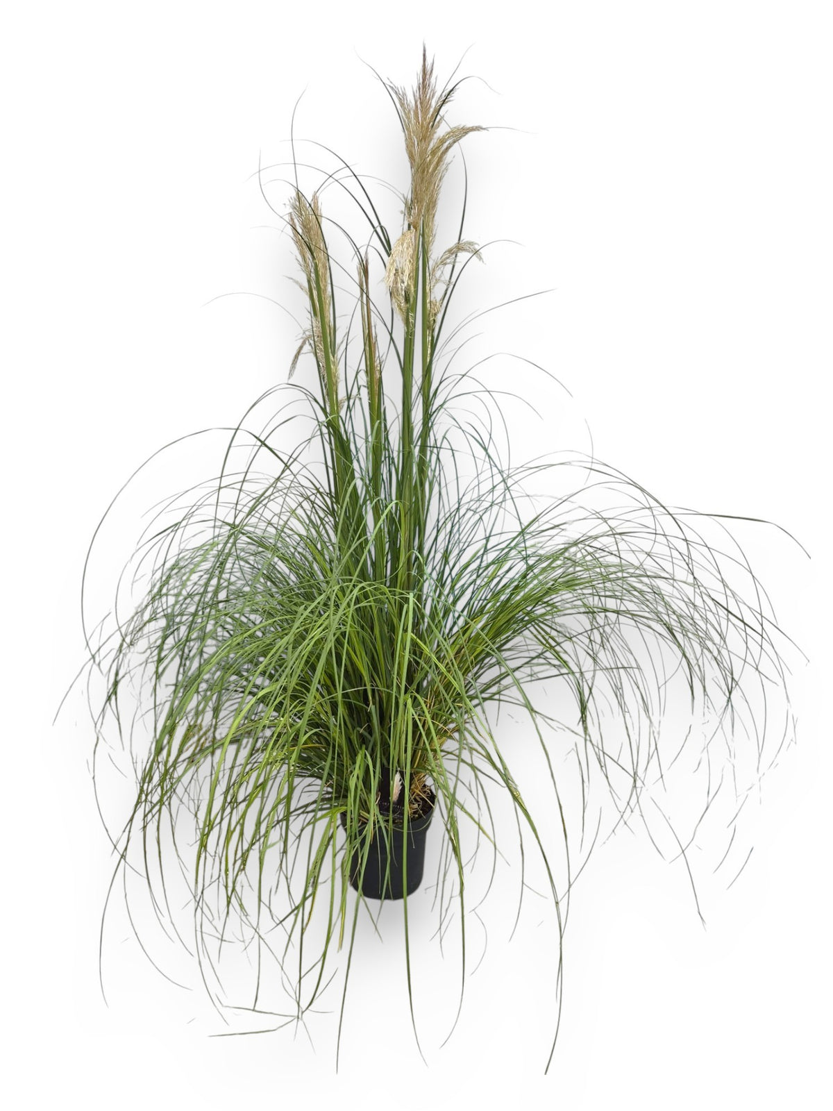 Cortaderia sellona Pumila 150cm 27cm Pot