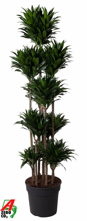 Dracaena fragrans Compacta 190cm 40cm Pot