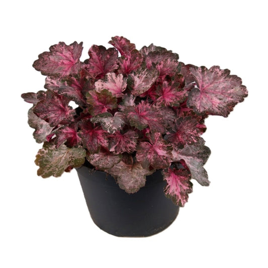 Heuchera Ind. Summer Pink Pandy 25cm 15cm Pot