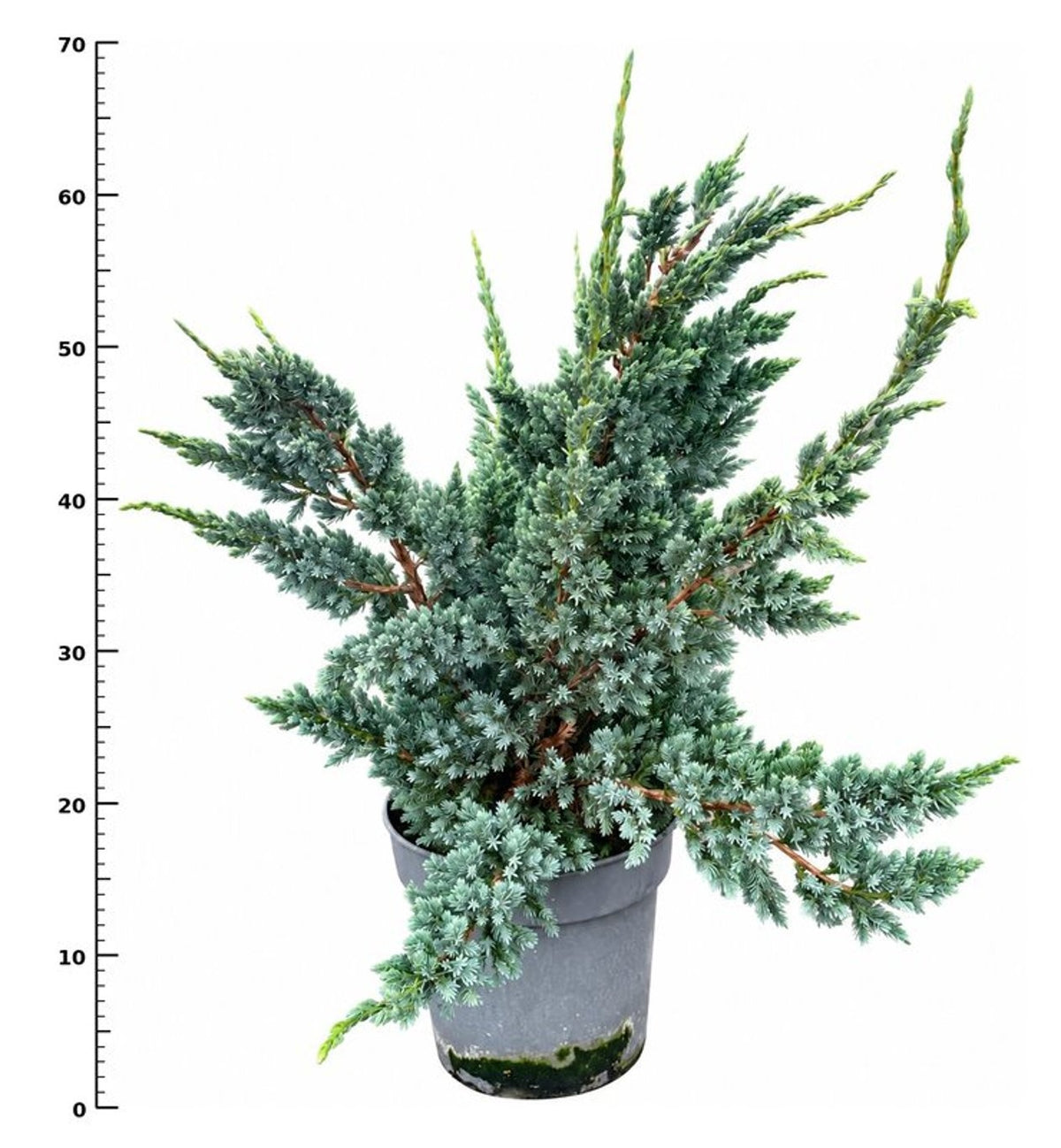Juniperus Meyeri 60cm 26cm Pot