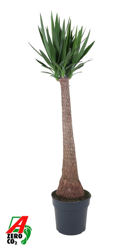 Yucca elephantipes 140cm 31cm Pot