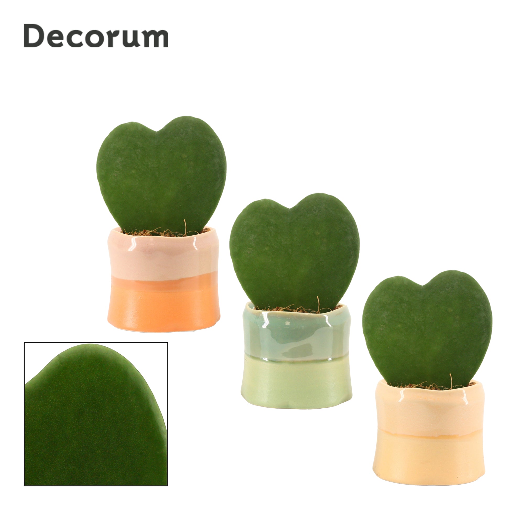 Duijn-Hove BV, kwekerij Hoya kerrii Pack of 12
