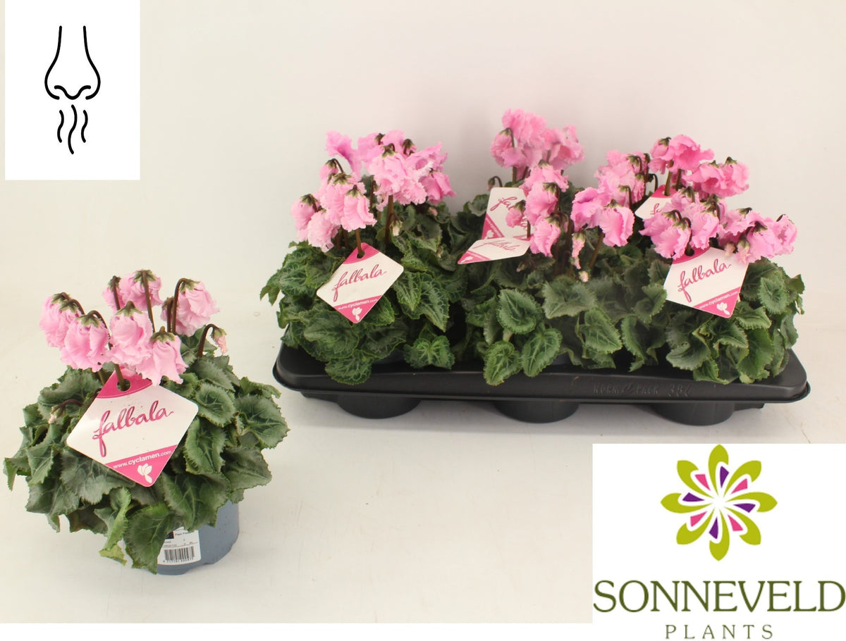 Cyclamen Falbala 30cm 13cm Pot