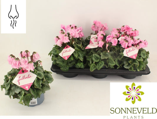 Cyclamen Falbala 30cm 13cm Pot