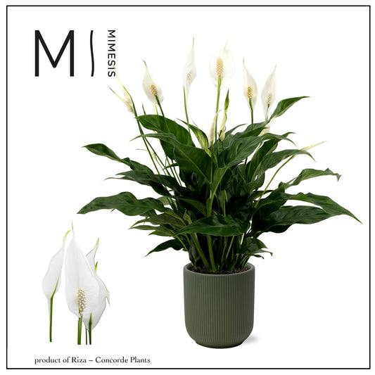 Spathiphyllum Sweet Curiosa 55cm 13cm Pot