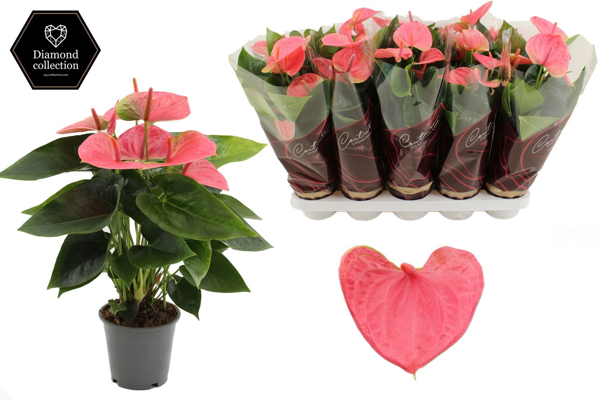 Anthurium Sweet Dream 40cm 12cm Pot