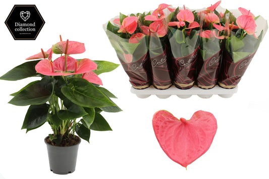 Anthurium Sweet Dream 40cm 12cm Pot