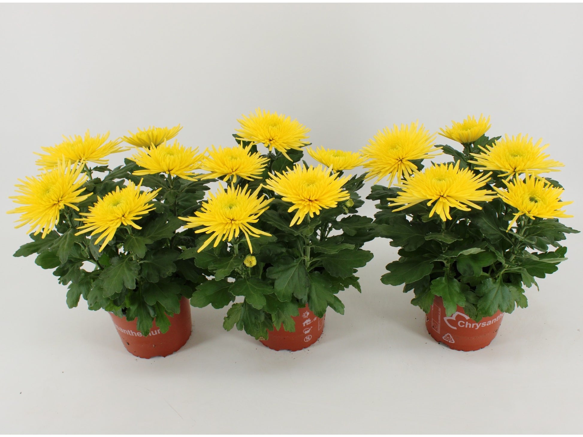 Chrysanthemum Anastasia Sunny 35cm 15cm Pot