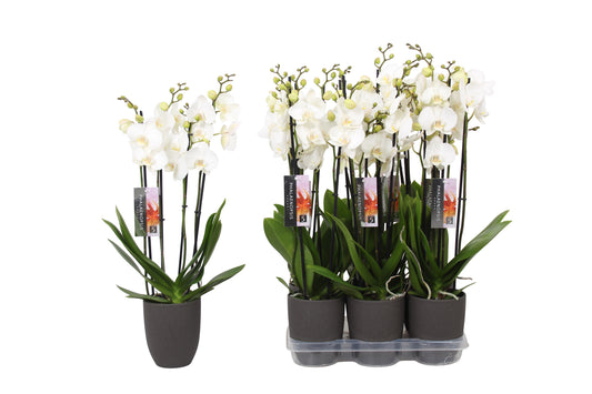 Phalaenopsis white (+ drp.ceramic) 60cm 12cm Pot