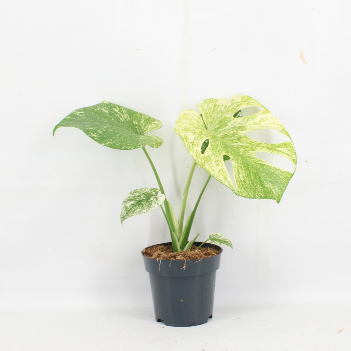 Monstera del. Mint Monster 30cm 14cm Pot