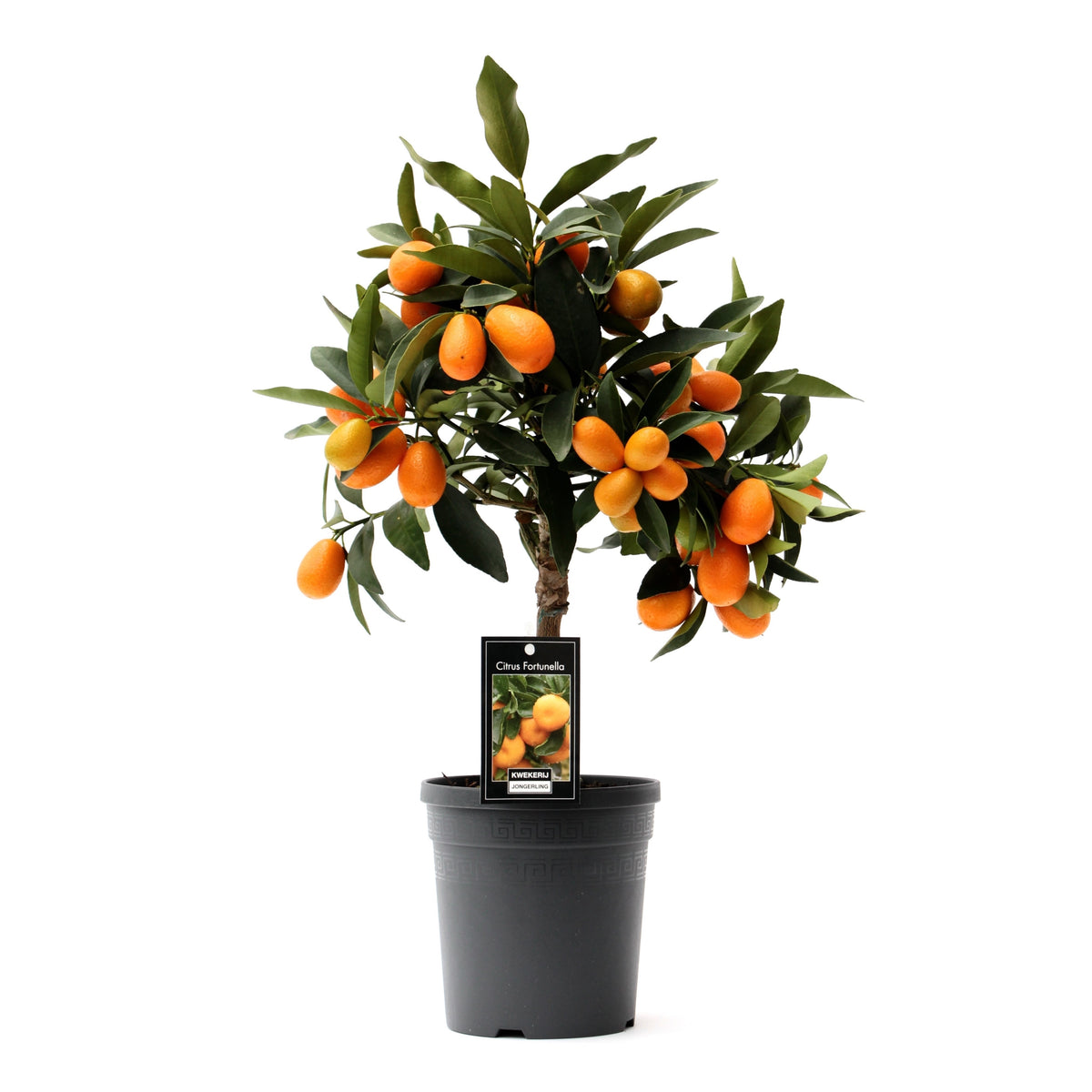 Citrus Kumquat 45cm 15cm Pot