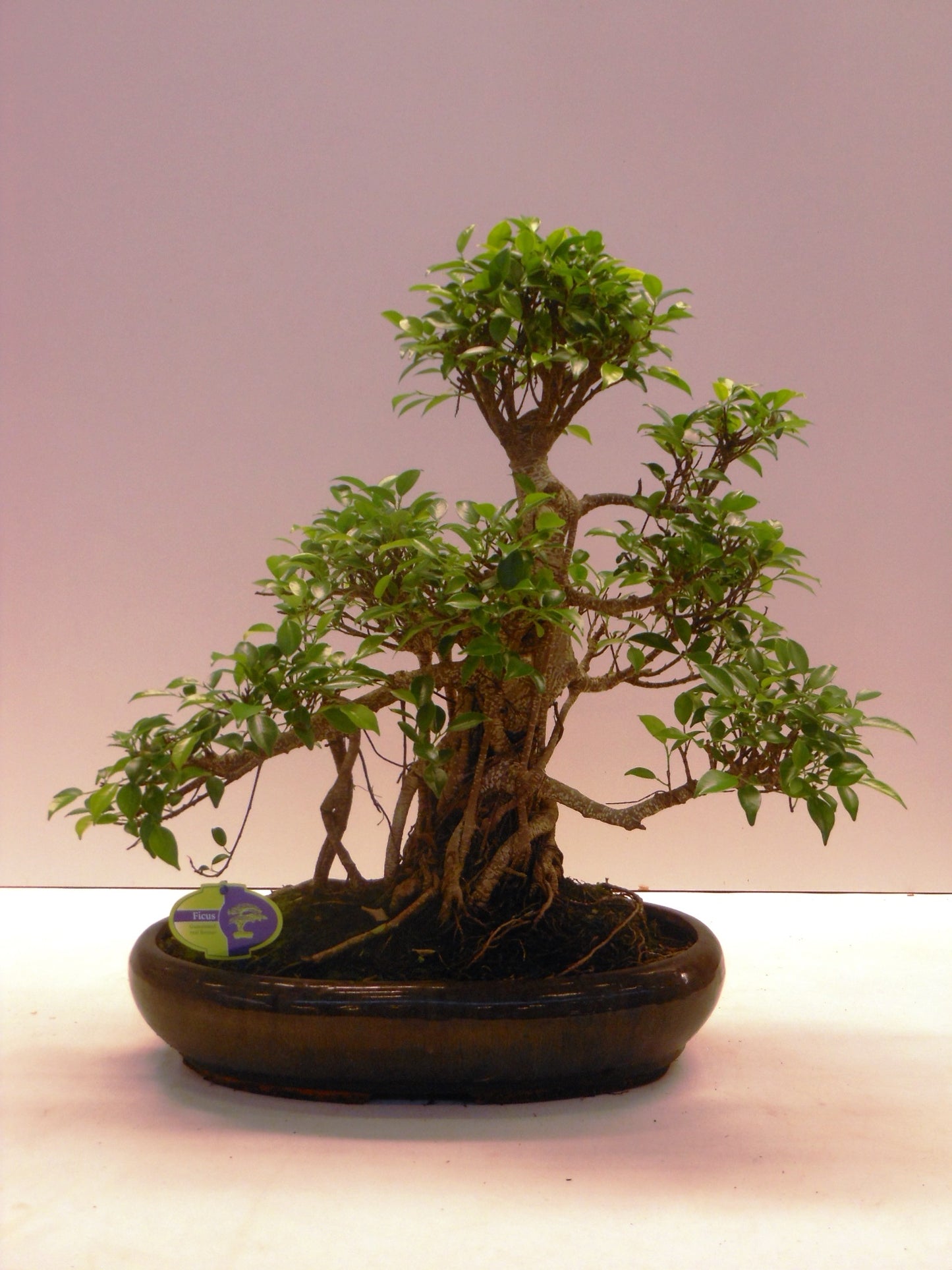 Bonsai Mix 60cm 43cm Pot