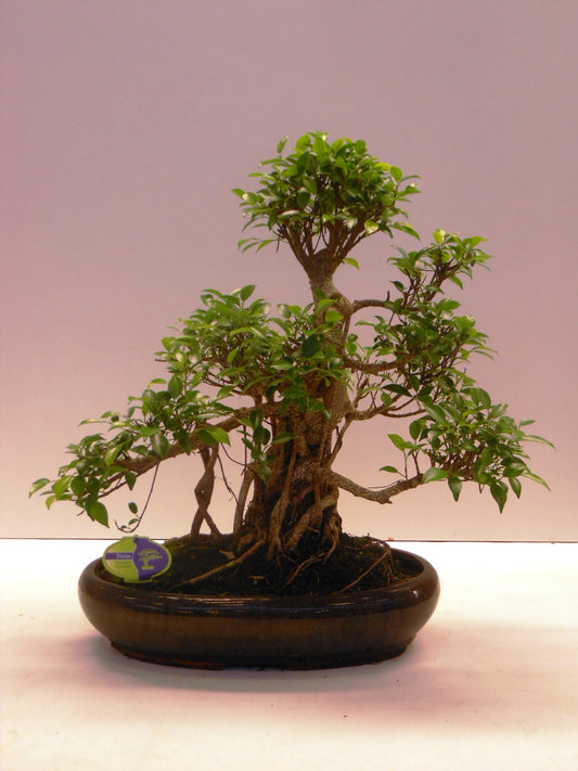Bonsai Mix 60cm 43cm Pot