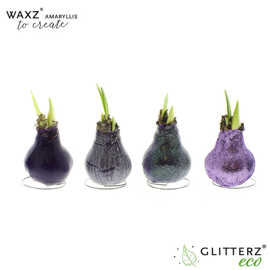 Hippeastrum Waxz to Create Purple 15cm 998cm Pot
