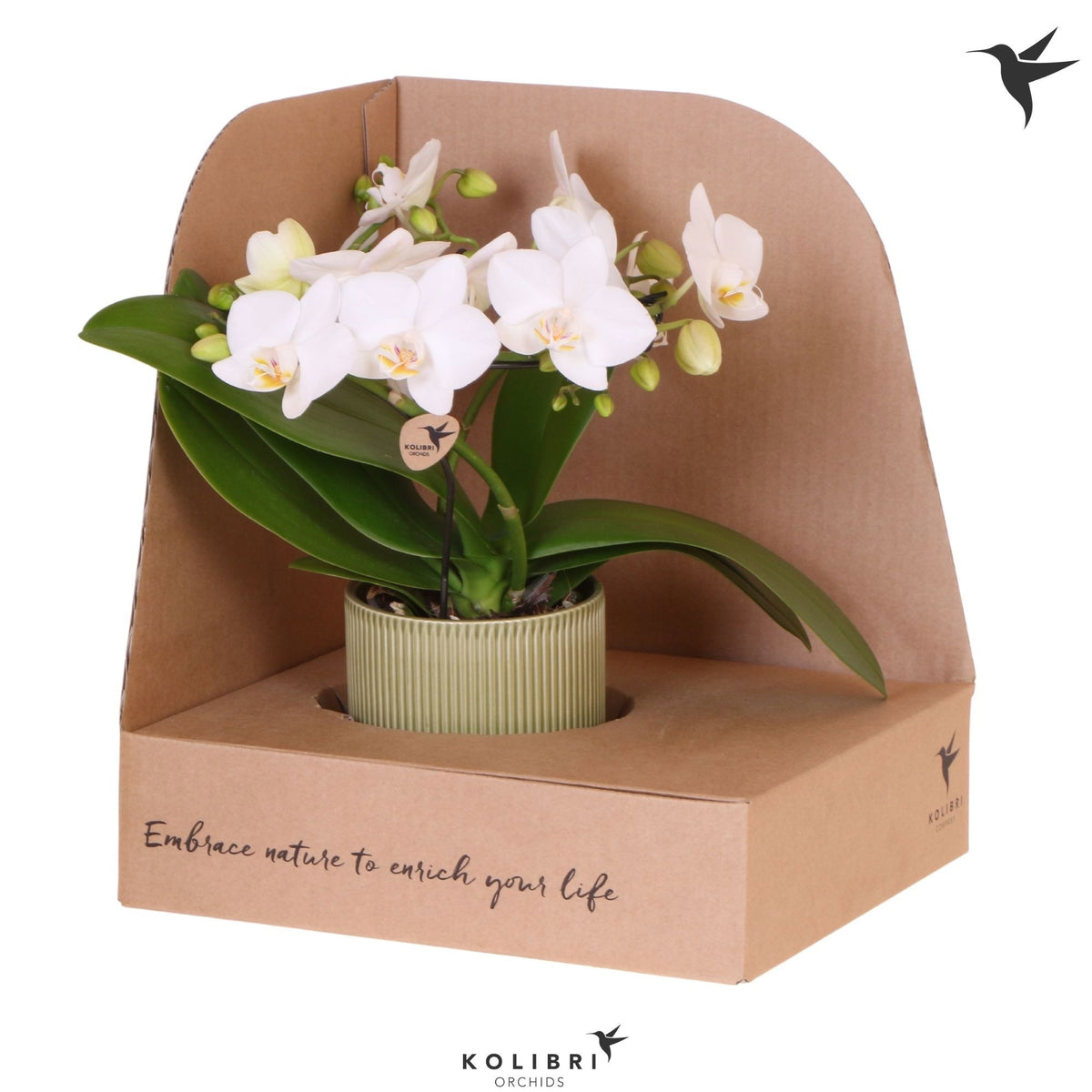 Phalaenopsis multiflora white 30cm 9cm Pot