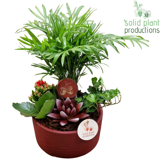 CE003 Loes Red Echeveria 38cm 18cm Pot