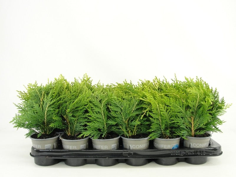 Chamaecyparis Sunkist 15cm 9cm Pot