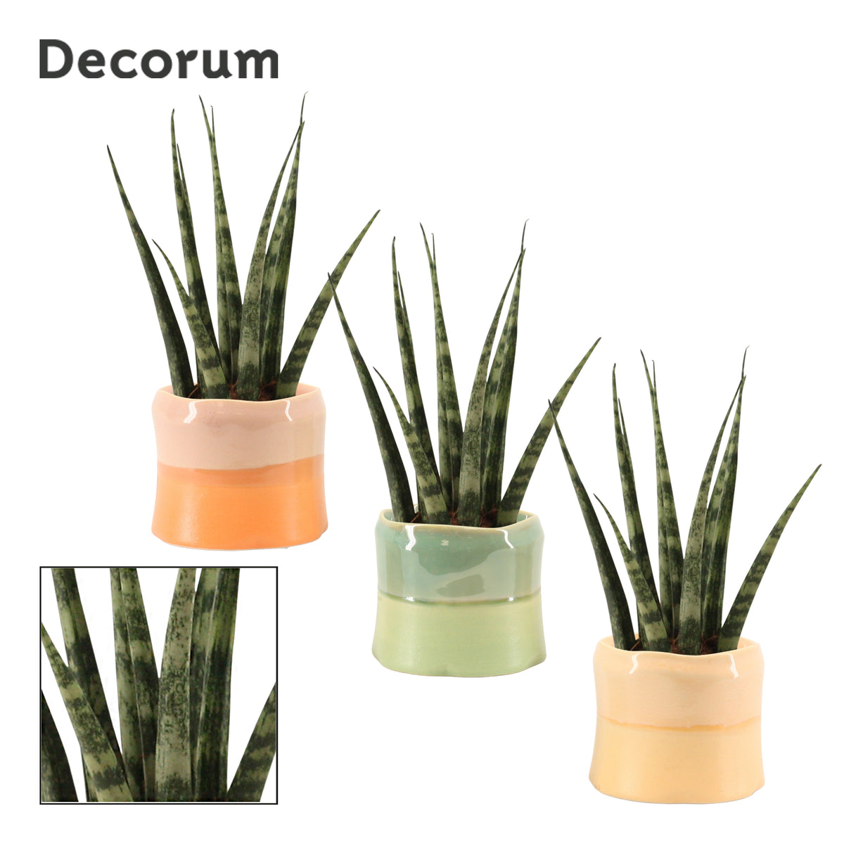 Sansevieria Fernwood 16cm 6cm Pot