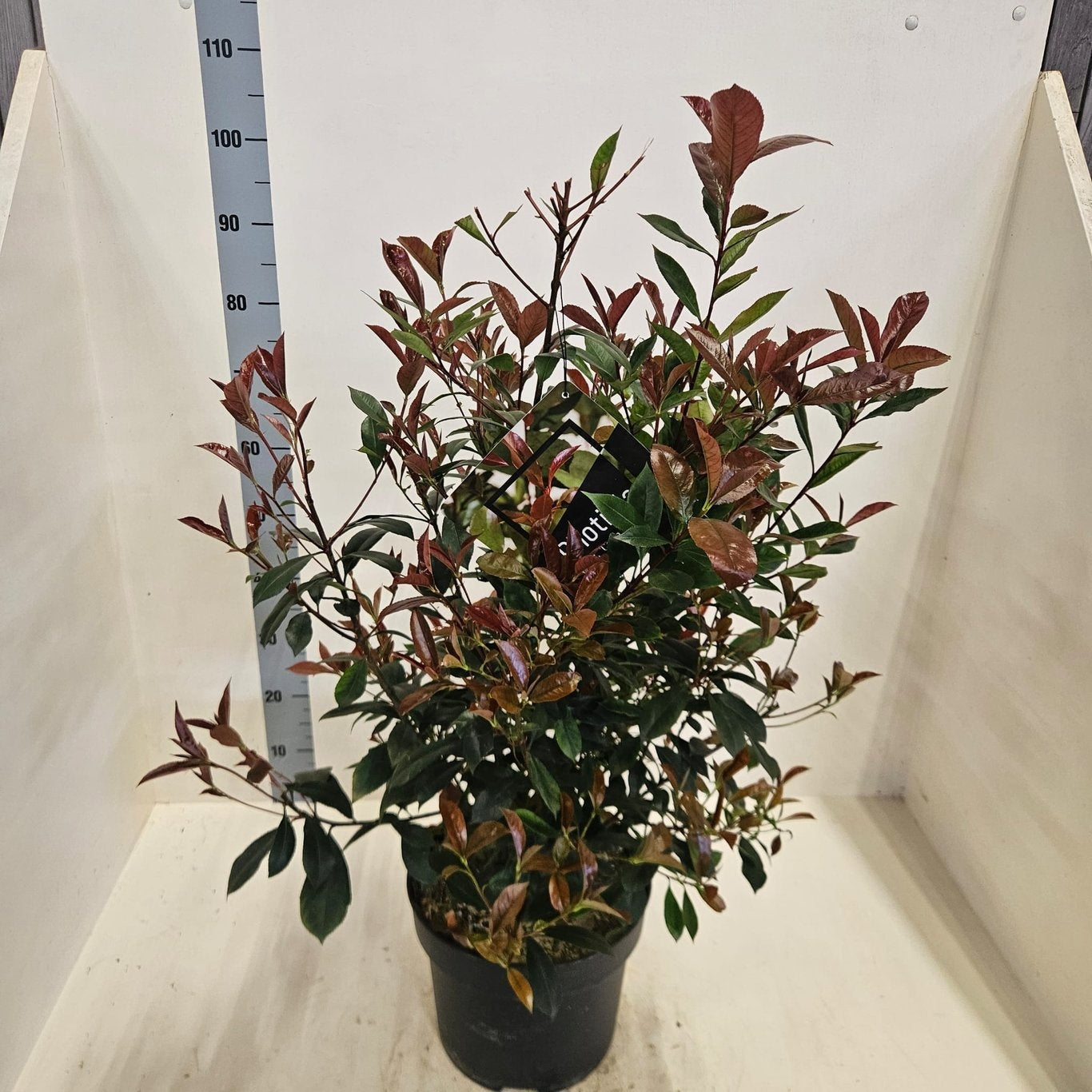 Photinia 80cm 28cm Pot
