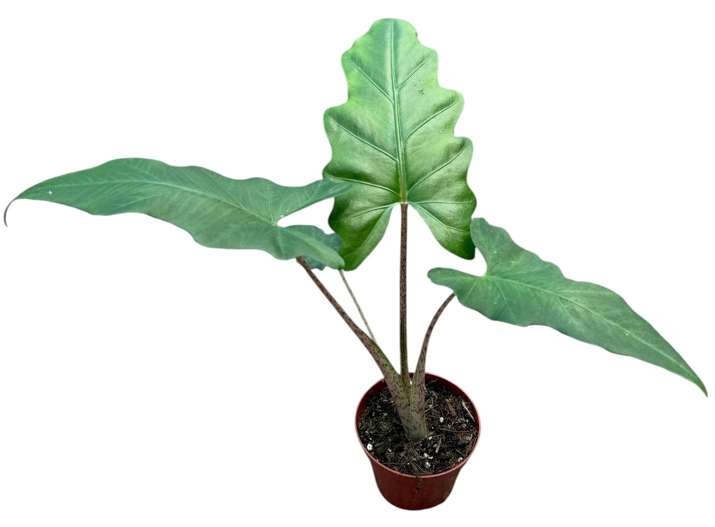 Alocasia amazonica 12cm 8cm Pot