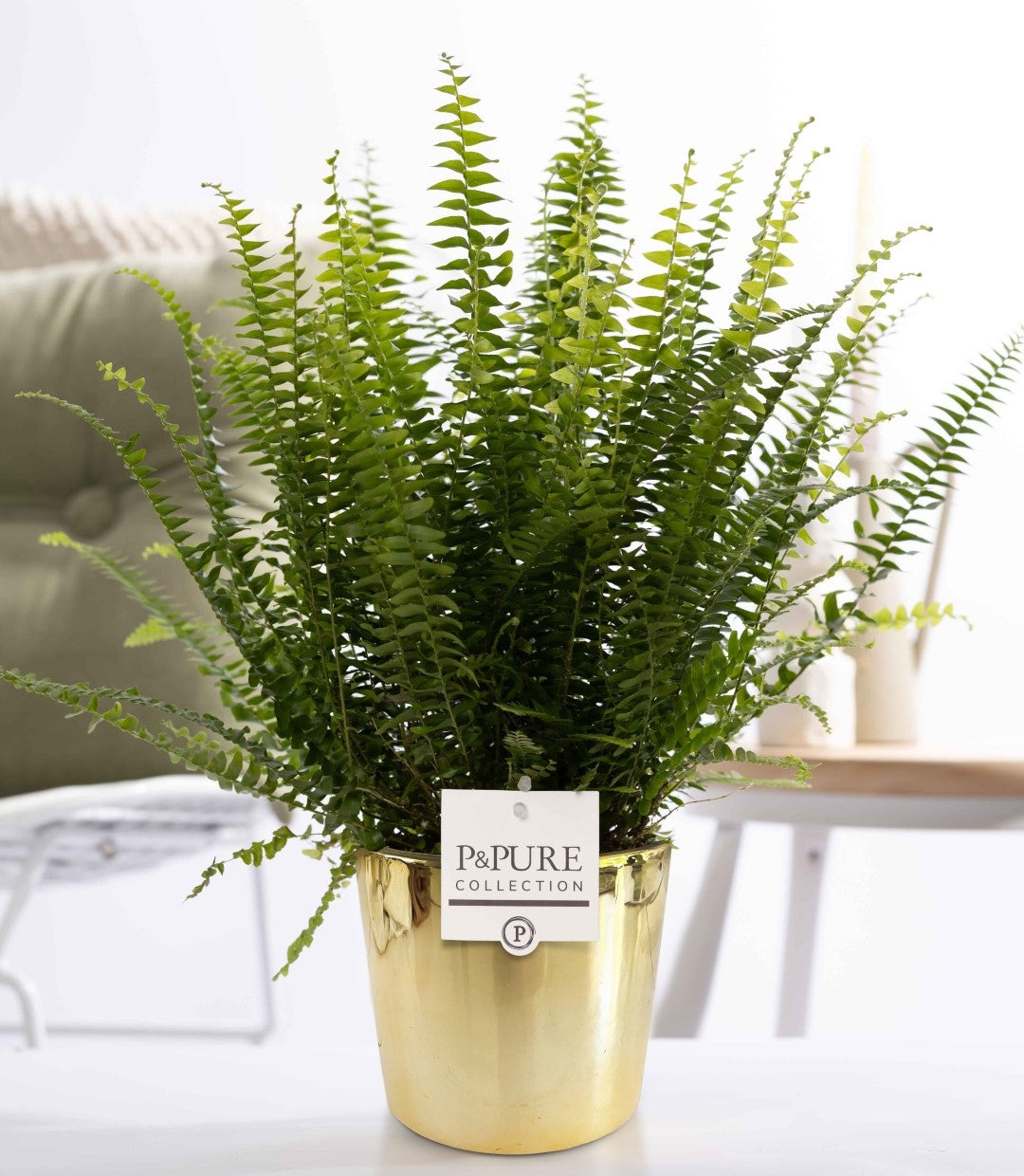Nephrolepis Green Lady 35cm 12cm Pot