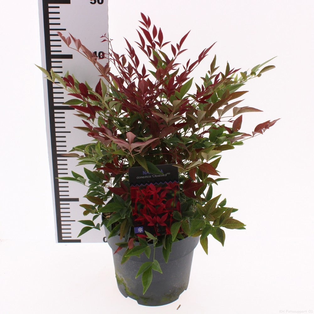 Snepvangers Tuinplanten Nandina domestica Obsessed Pack of 3