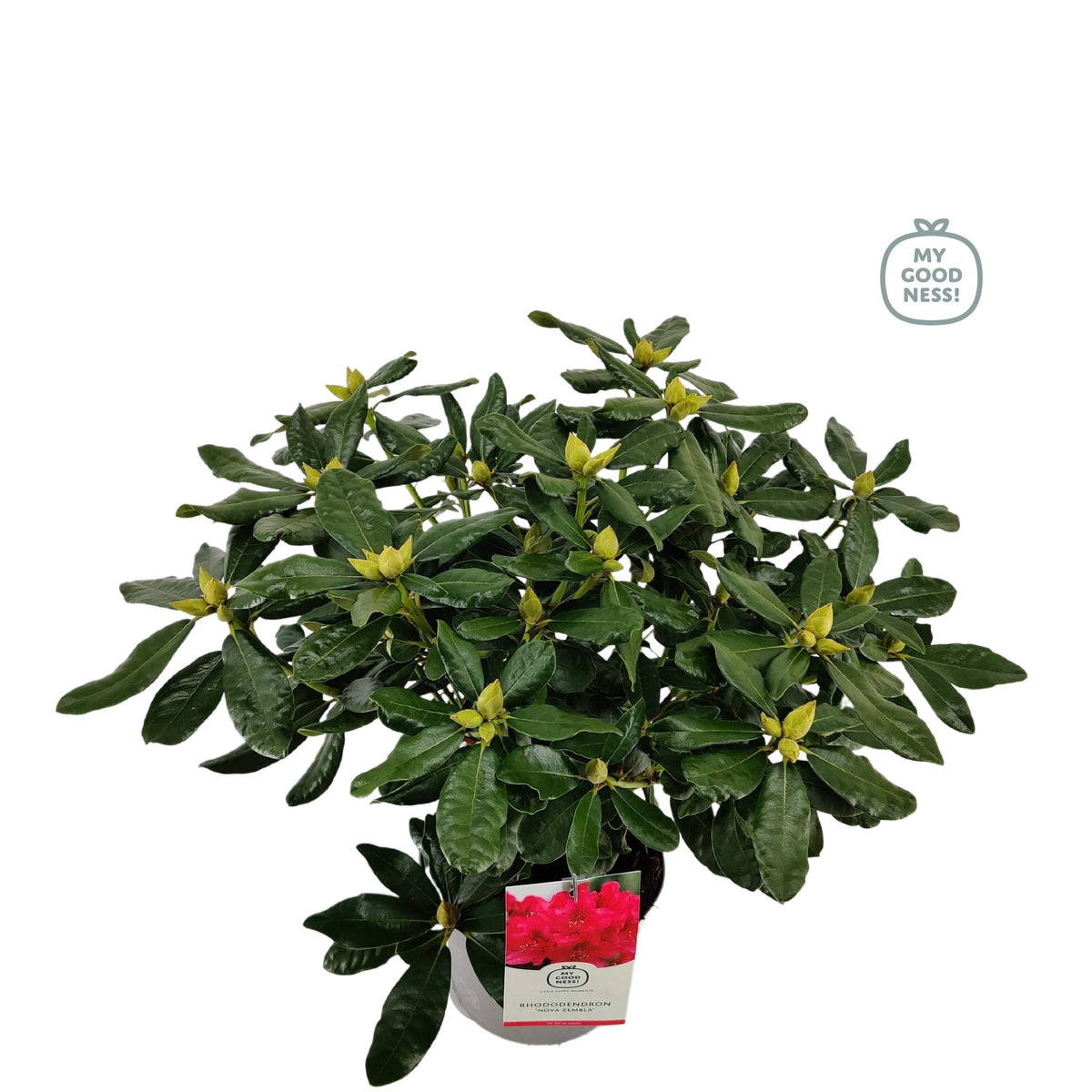 Rhododendron Nova Zembla 60cm 23cm Pot