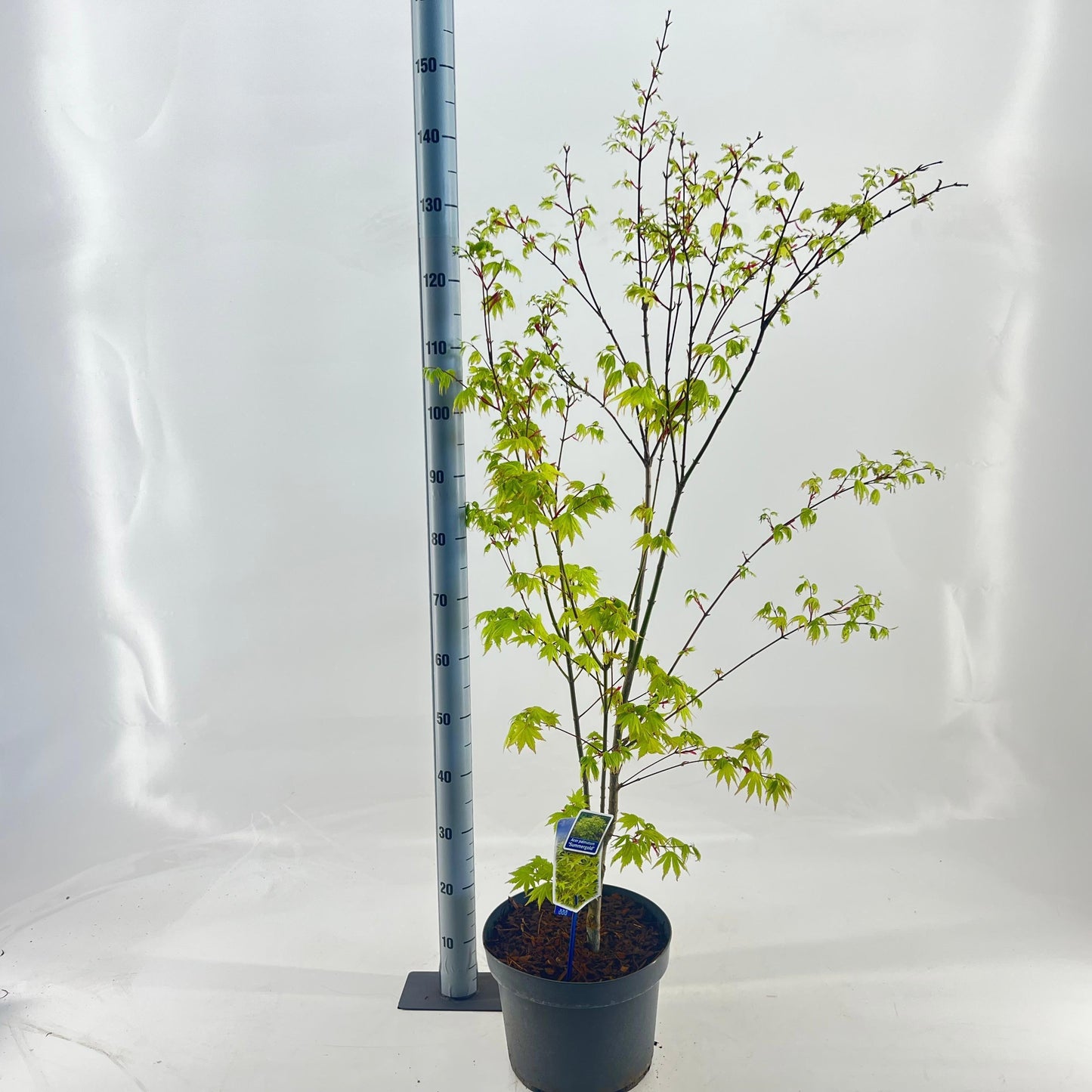 Acer Summer Gold 120cm 29cm Pot