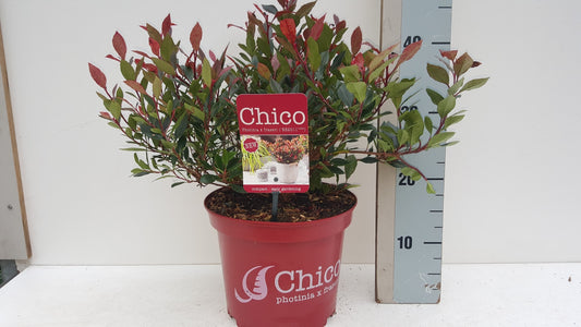 Photinia fra. BR2011 35cm 23cm Pot