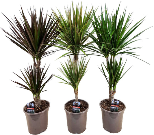 Dracaena mix 70cm 17cm Pot