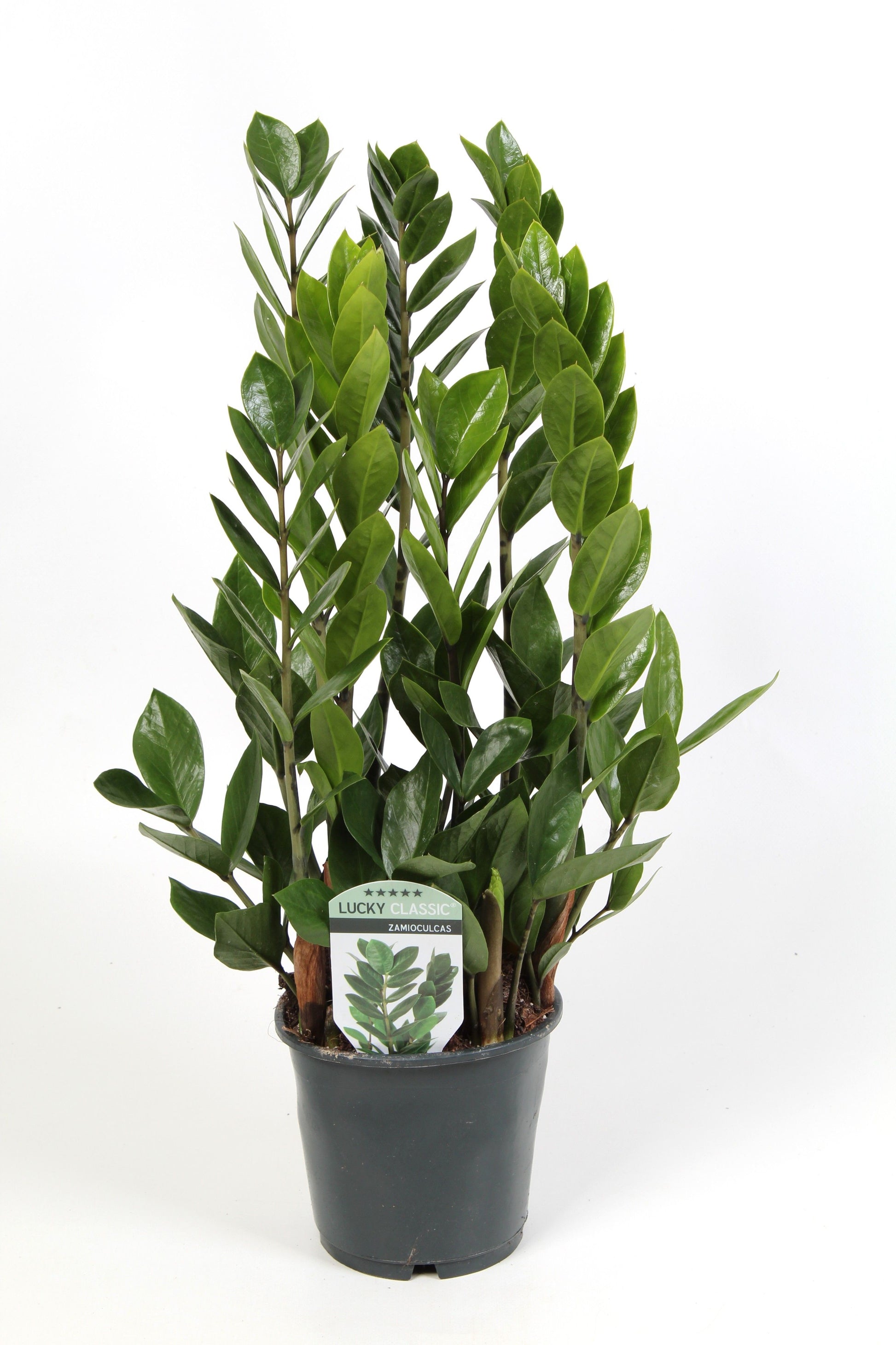 Edplant Bv Zamioculcas Lucky Pack of 8