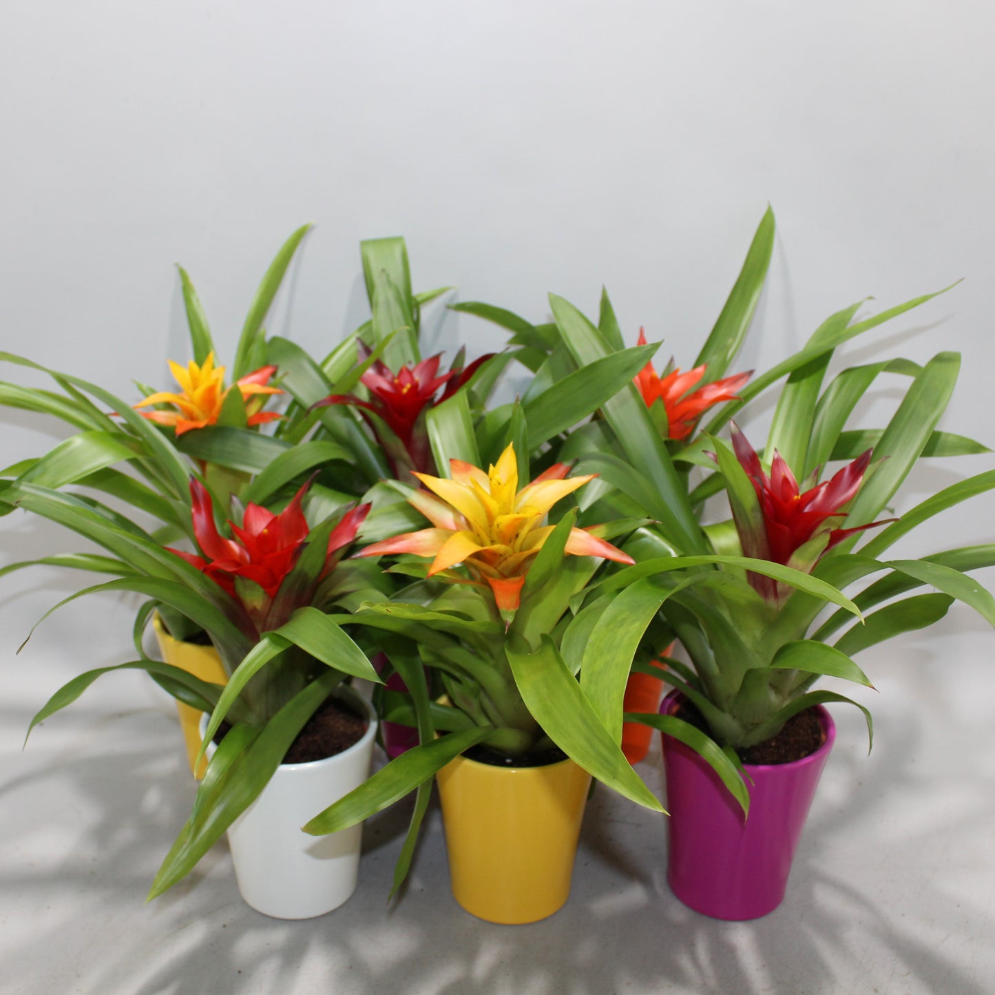 Guzmania mix 30cm 9cm Pot