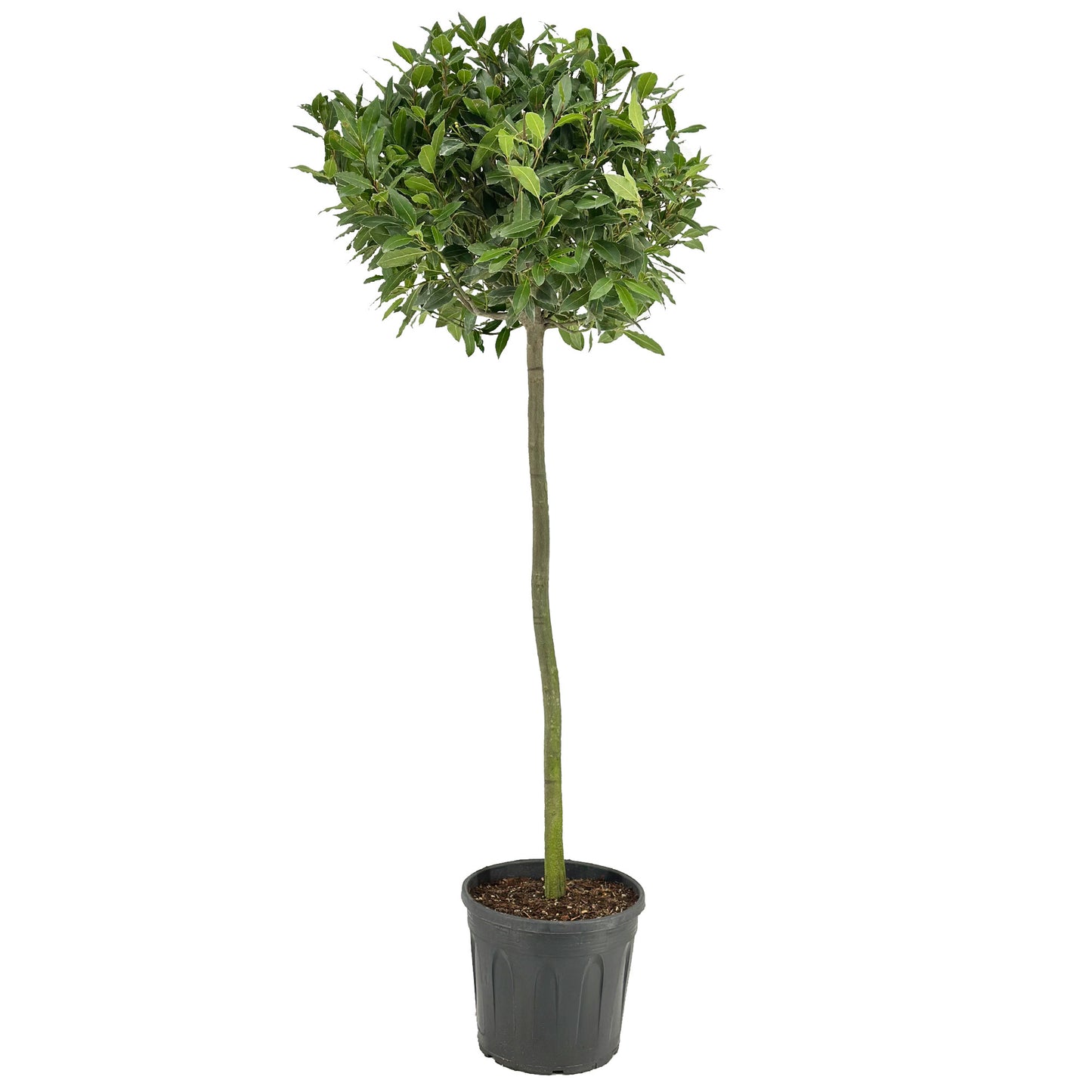 Laurus nobilis 170cm 30cm Pot