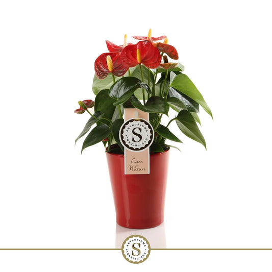Anthurium Red Champion 25cm 9cm Pot