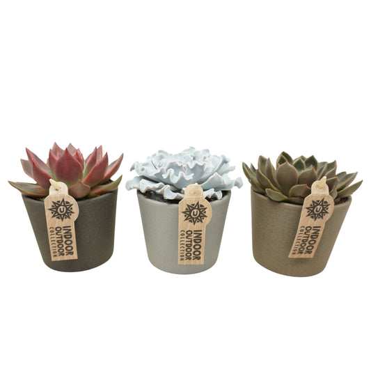 Echeveria mix (+ drp.ceramic) 14cm 10.5cm Pot