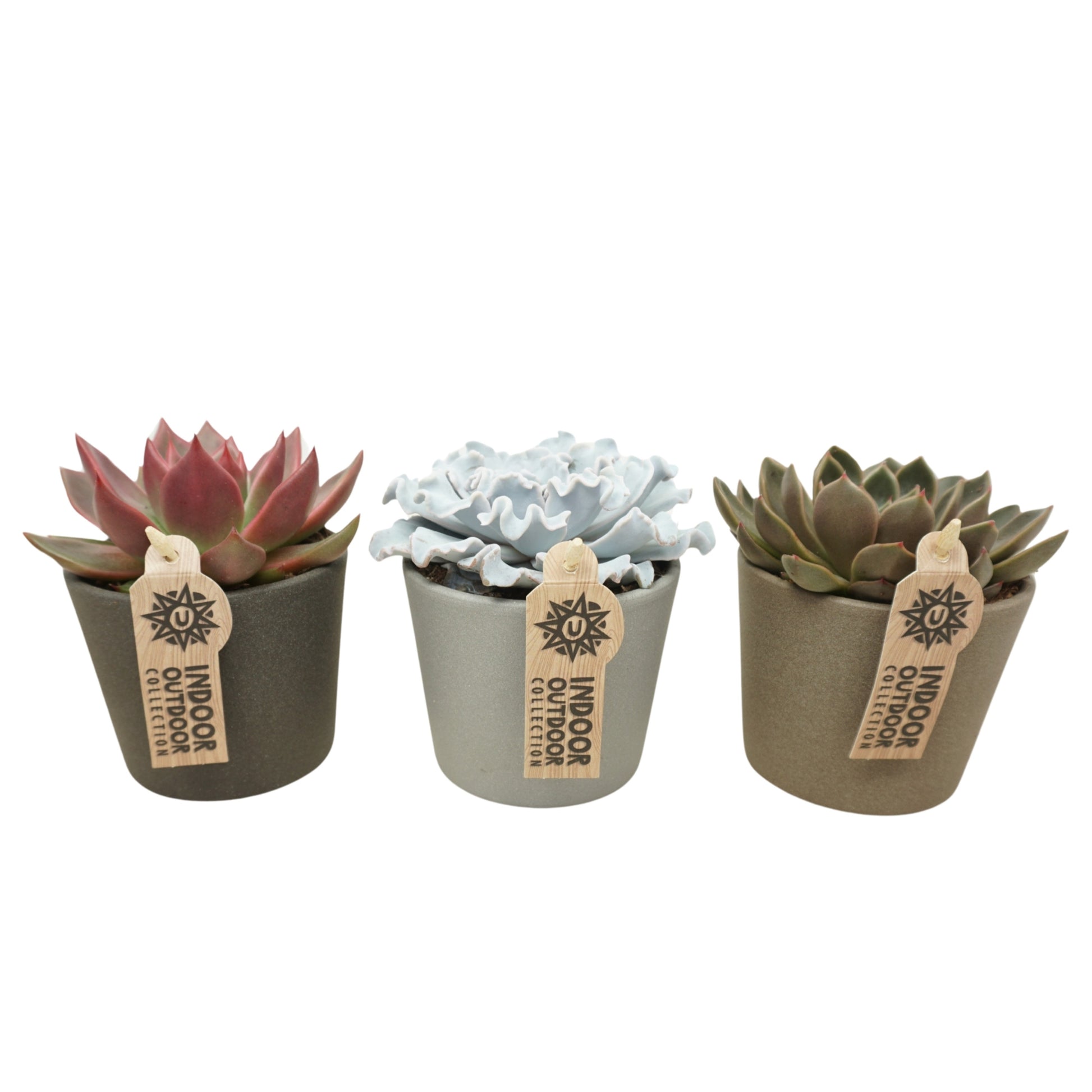 Echeveria mix (+ drp.ceramic) 14cm 10.5cm Pot