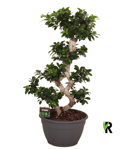 Ficus Ginseng 95cm 30cm Pot