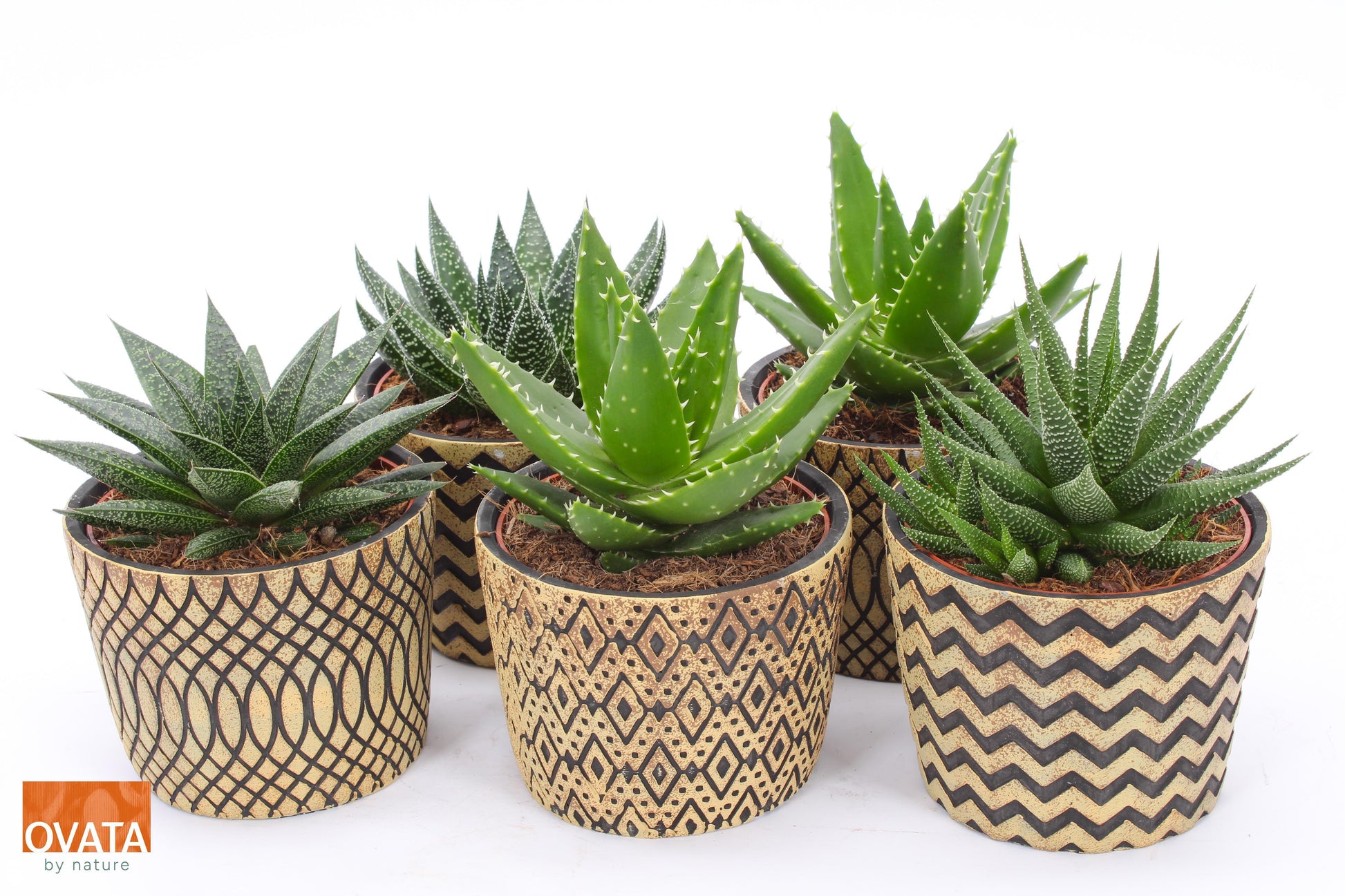 Succulent mix 15cm 14cm Pot