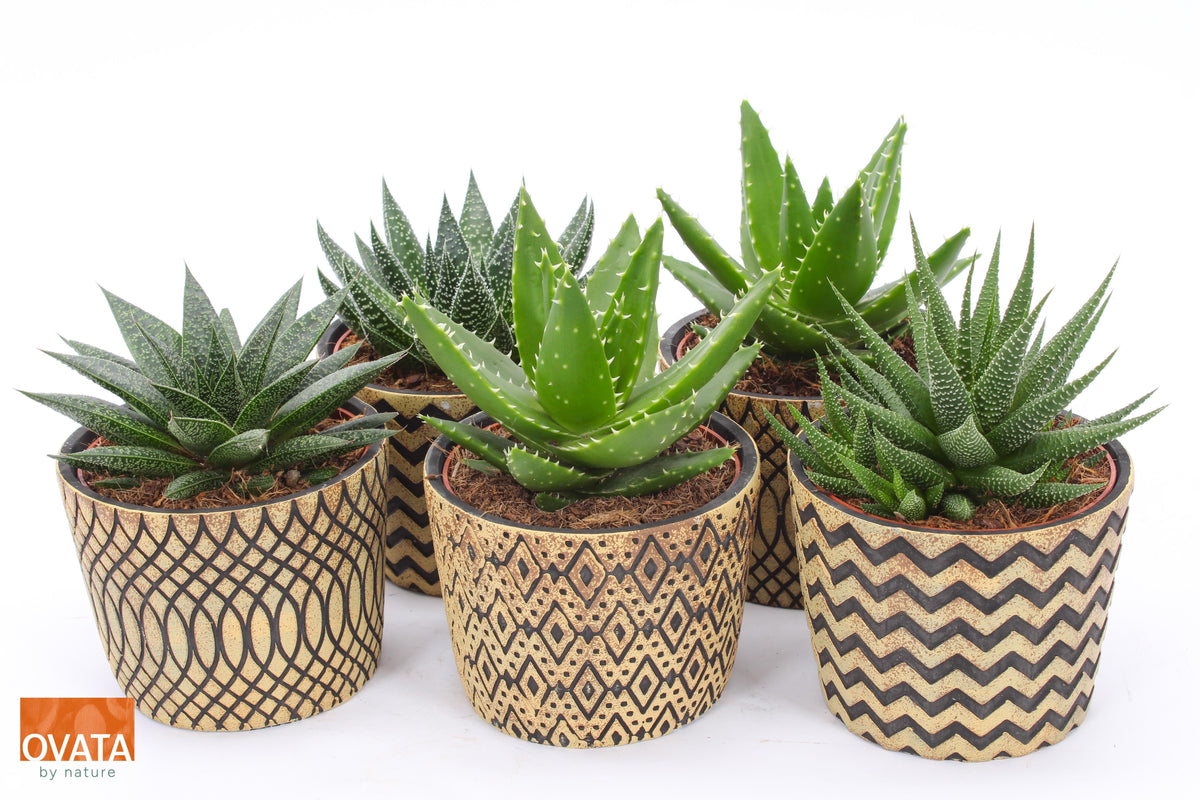 Succulent mix 15cm 14cm Pot