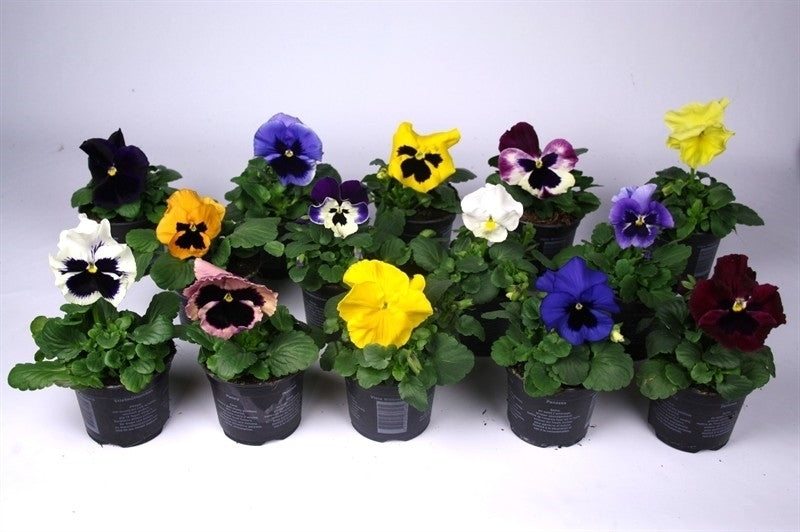 Batist BV, Kwekerij Viola F1 mix Pack of 18