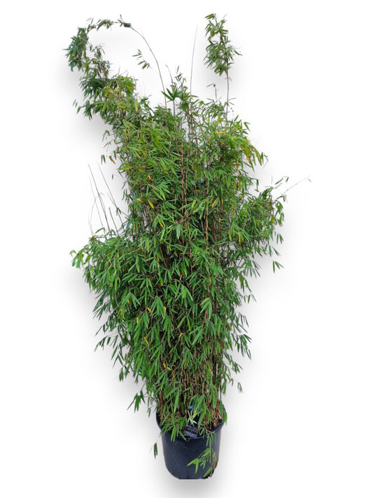 Fargesia Jiuzhaigou 1 180cm 40cm Pot